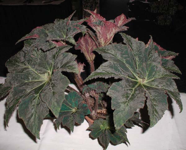 B. ‘Cobra’